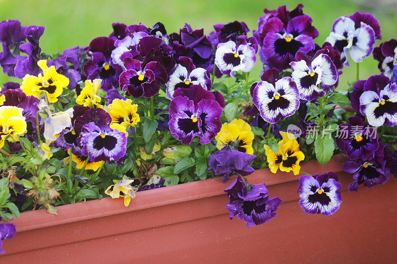 彩色的三色堇花生长在花园的塑料植物槽，紫色和黄色开花的三色堇植物的叶子，聚焦前景