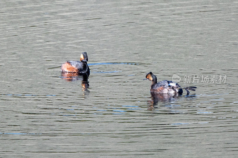 小池塘上漂浮着两只小鸊鷉