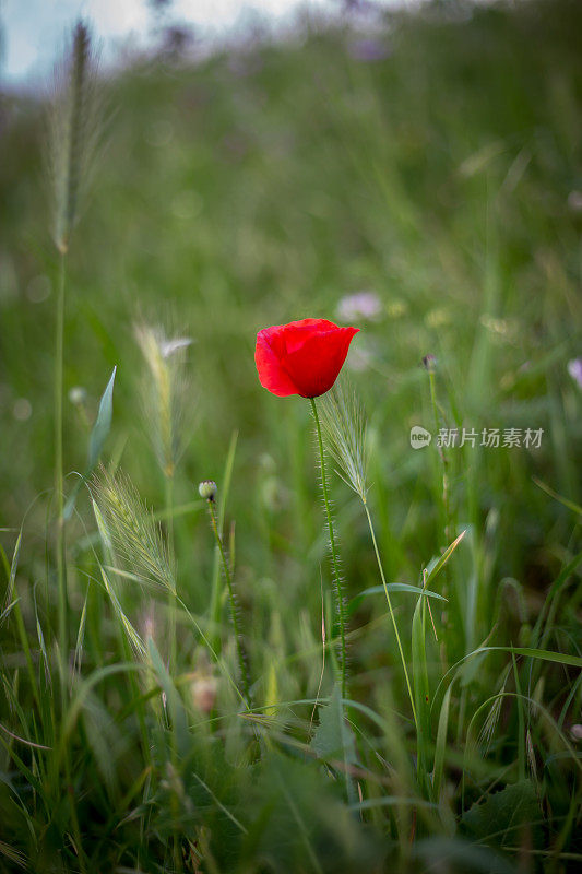 鲜红的罂粟花