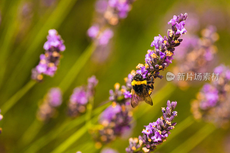 大黄蜂从紫色薰衣草花中采集花蜜的特写