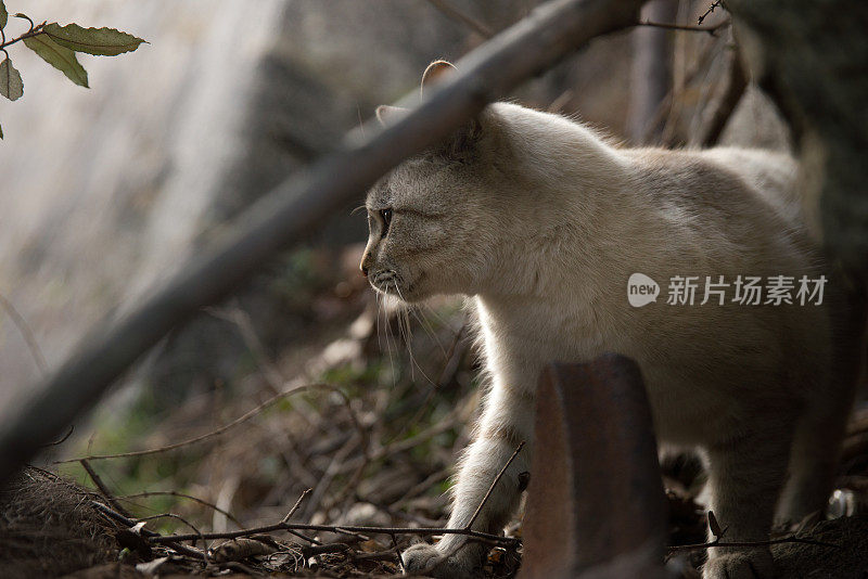 小猫在黑暗的森林里独自行走