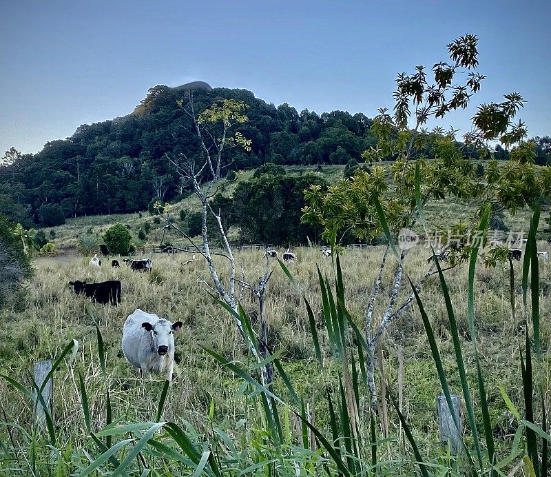 牛的乡村土地的观点通过高草