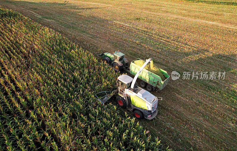 CLAAS牧草收获机在玉米田间刈割青贮中的应用。自行式农业收割机。玉米收获季节的约翰迪尔拖拉机。