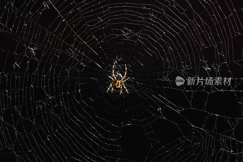 一种在黑色背景上结网的圆虫科蜘蛛属的杂交蜘蛛