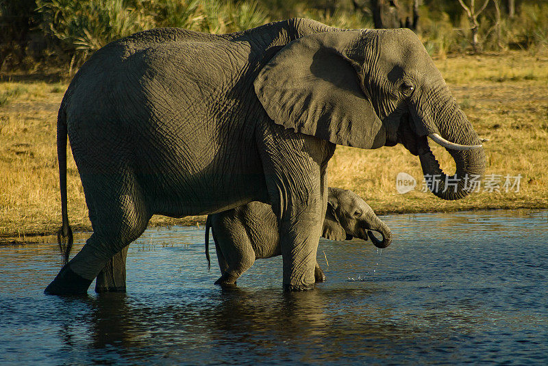 象妈妈和小象在喝水