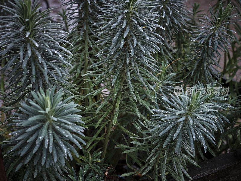 叶子上有雨滴的肉质植物