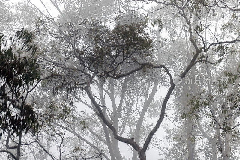 桉树在雾中，美丽的自然背景与复制空间