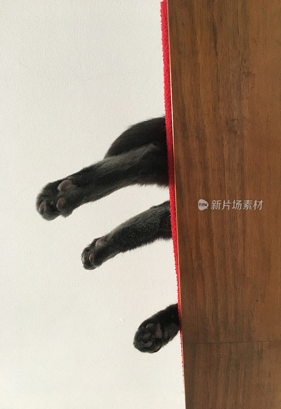 下面的猫腿