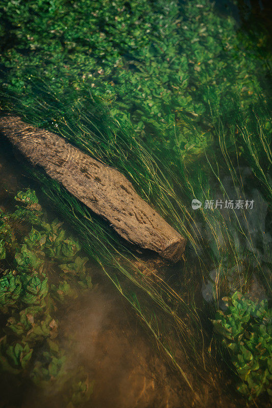 河里的水下生物