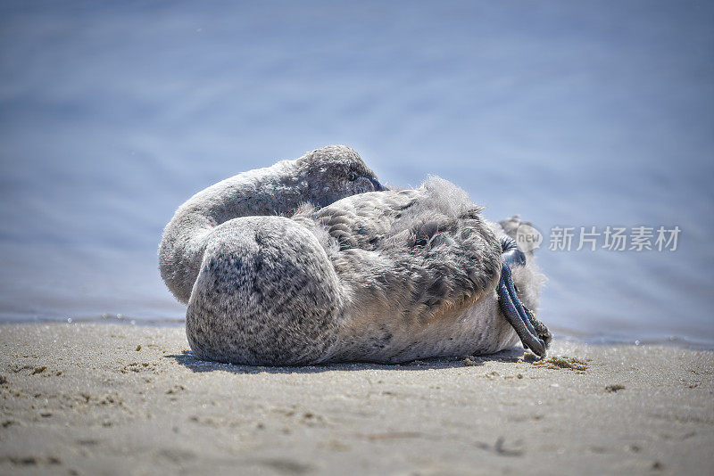 几乎长成了黑天鹅小天鹅