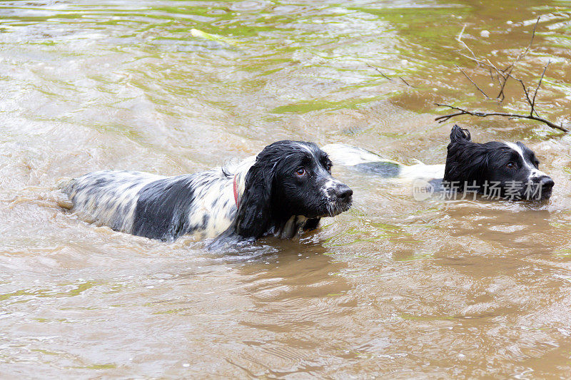 在英国什罗普郡乡下，两只西班牙猎犬在洪水中游泳，一起在脏水中玩耍。