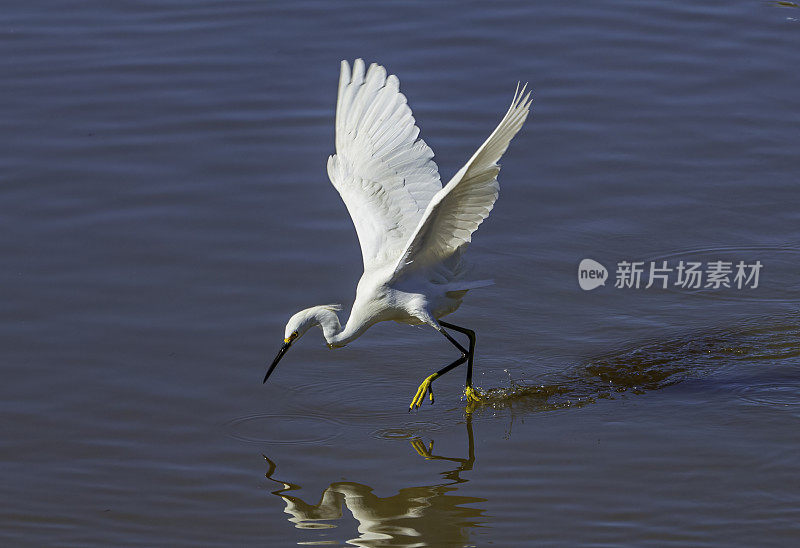 白鹭，白鹭，喂食;佛罗里达萨尼贝尔岛的丁达林国家野生动物保护区。飞着去吃水里的小鱼。