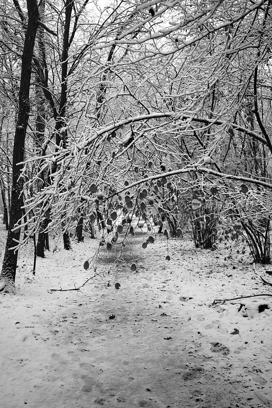 公园在冬天下雪