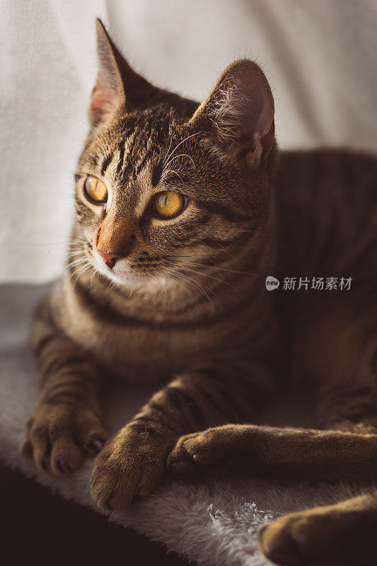 家猫特写