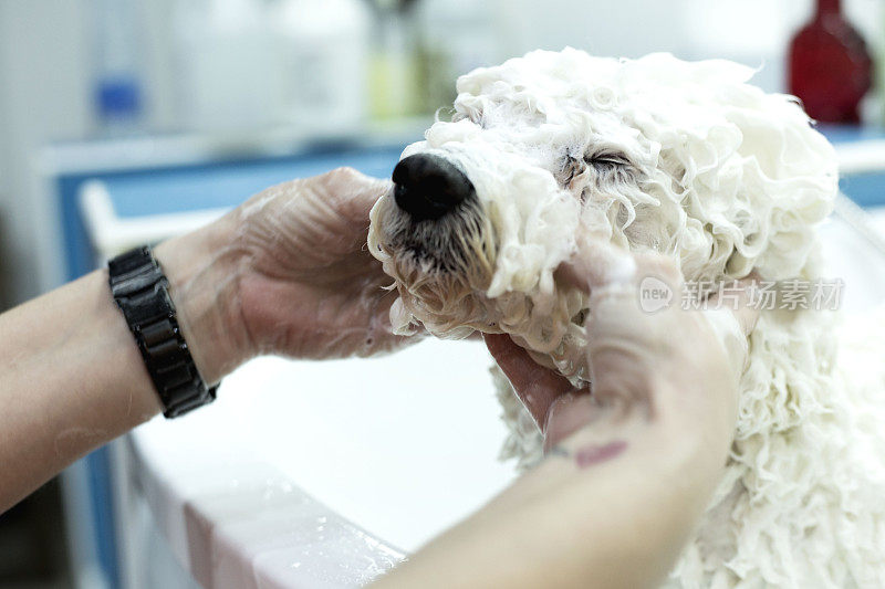 小白犬品种卷毛比雄在美容沙龙洗澡。宠物护理