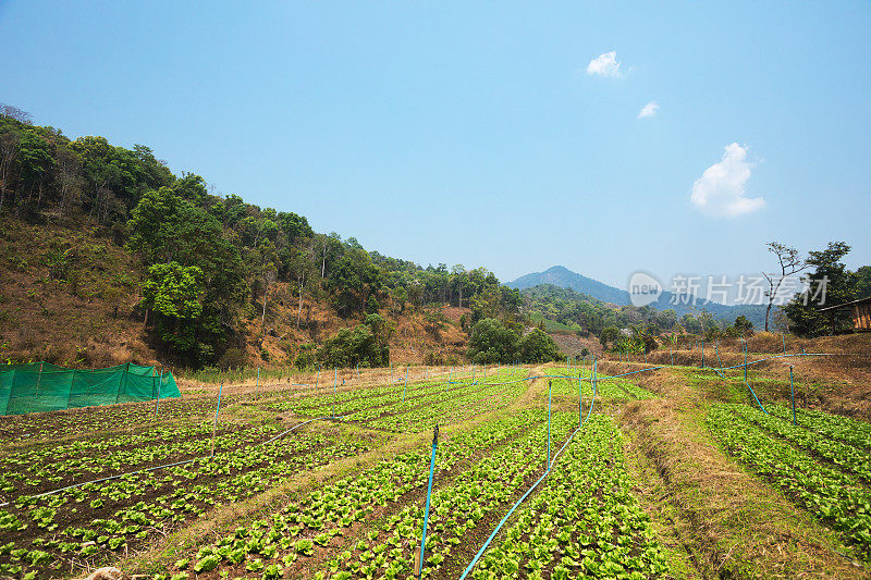 位于清迈省的山谷和沙拉田种植园