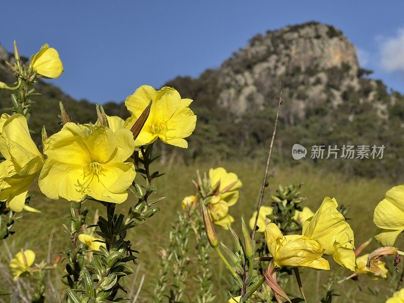 开花晚樱草花