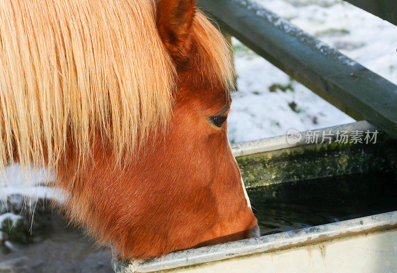 在英国什罗普郡的一个寒冷的冬天，栗色矮种马在田野的水槽里饮水，水槽周围的地面上覆盖着积雪。