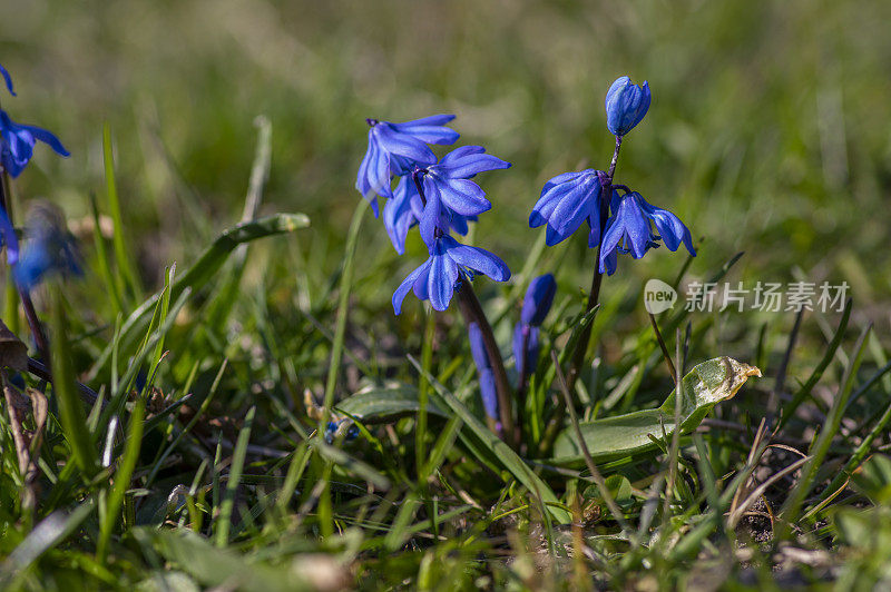 西伯利亚蓝花盛开，西伯利亚木在公园的草地上开花