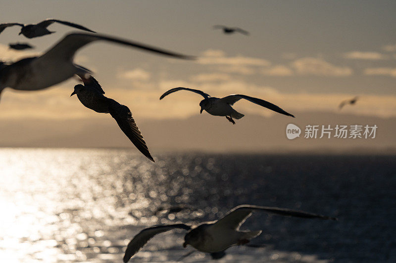 海鸥和鸟类:一艘渔船上的动物行为