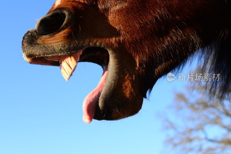 棕色马张开的嘴作为侧面的特写
