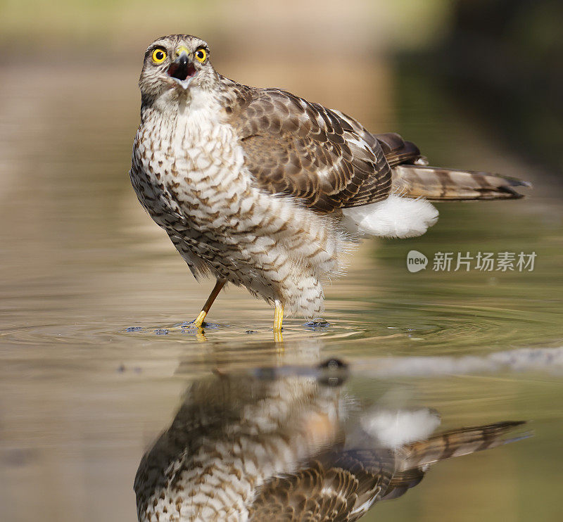 雀鹰(雀鹰)幼雌鸣叫