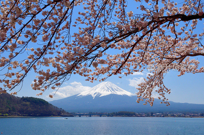 从川口湖岸边看富士山和樱花