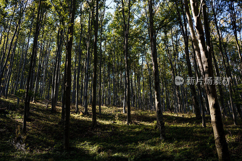 松芽，松芽糖浆，消费主义，欧洲