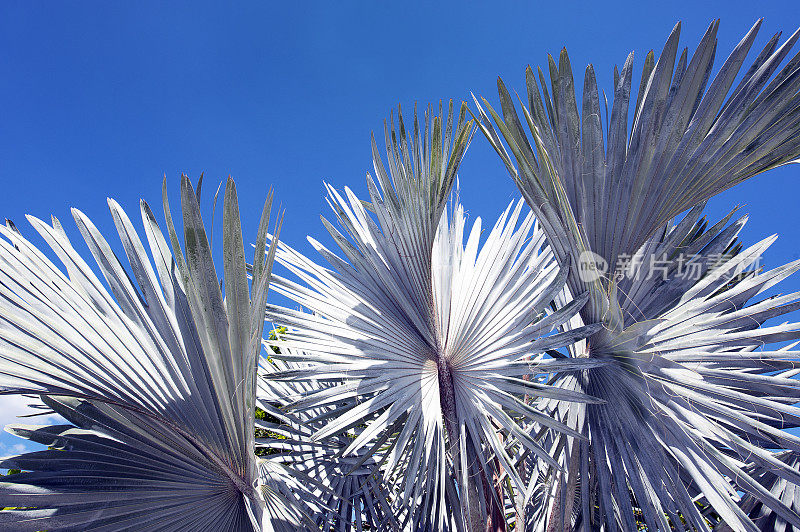 白棕榈，哥斯达黎加的一种热带植物