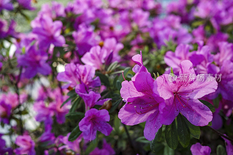 杜鹃花与水滴的特写