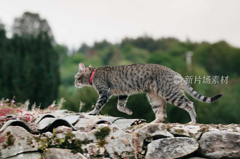 猫在屋顶上走