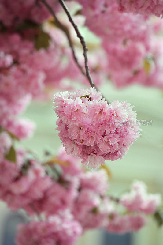 春天的樱花