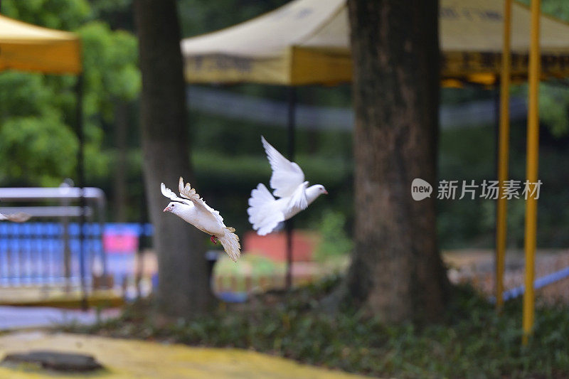 树林里的鸽子