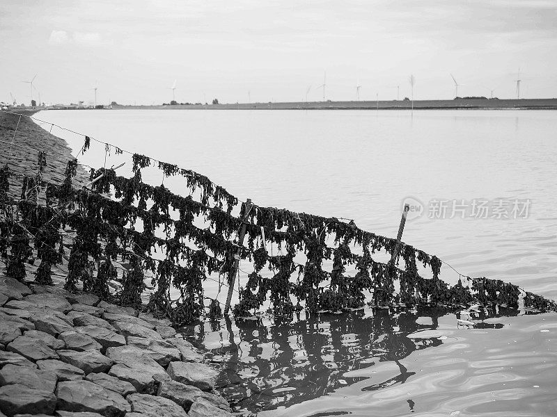 德国北海海岸的海草覆盖的栅栏和海岸景观