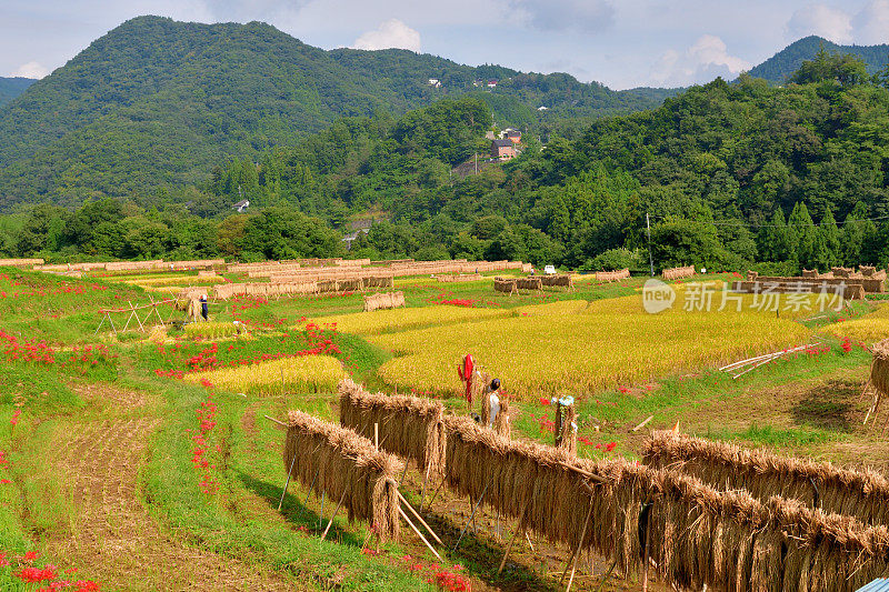 秋日的寺坂梯田，位于琦玉县秩父县