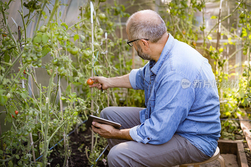 成熟的成年农夫在温室里收割西红柿(使用数码平板电脑)