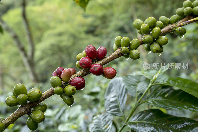 新鲜的阿拉比卡咖啡豆