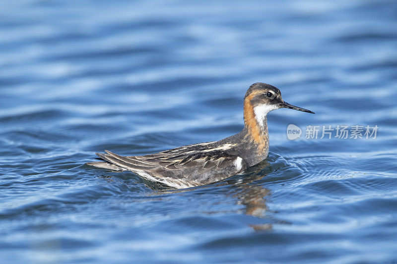 左游的雌性红颈Phalarope