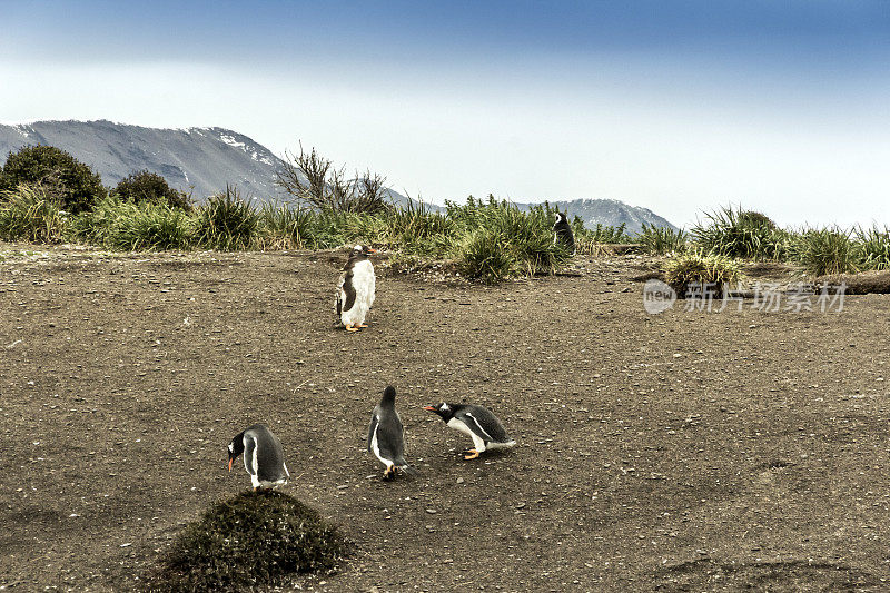麦哲伦企鹅群在企鹅岛上，靠近乌斯怀亚市，在比格尔海峡。阿根廷巴塔哥尼亚火地岛。