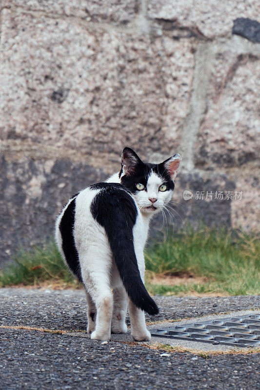 黑白相间的猫回头看