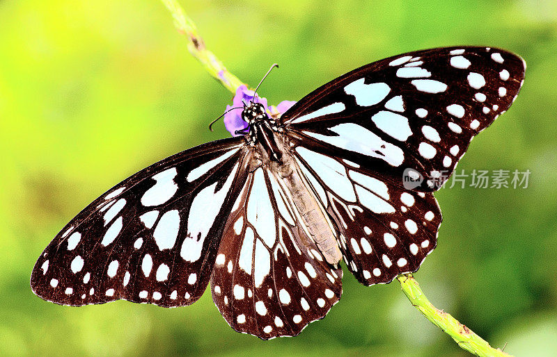 蝴蝶展开翅膀，喝花花粉的汁液。
