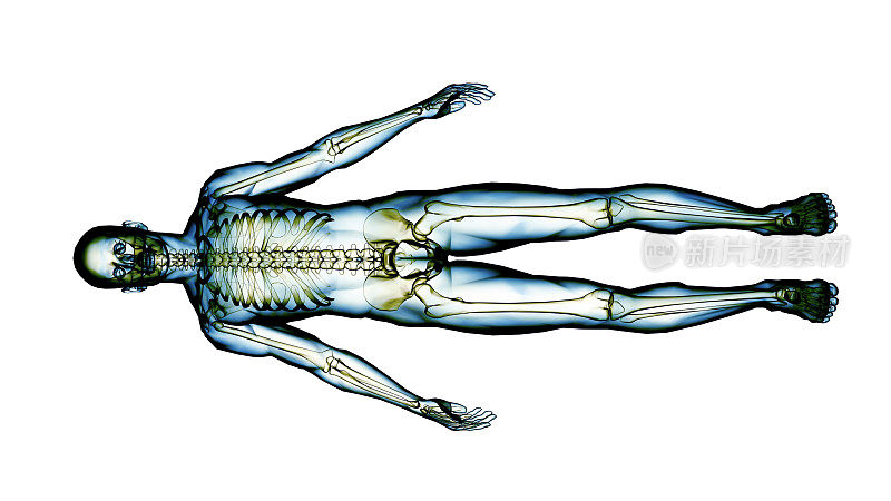 人体骨骼系统的x射线扫描