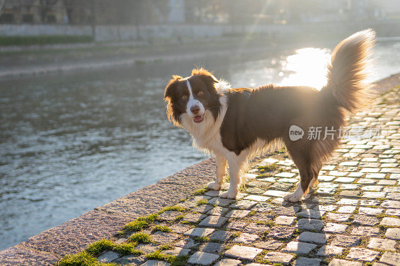 可爱的边境牧羊犬在日落玩耍