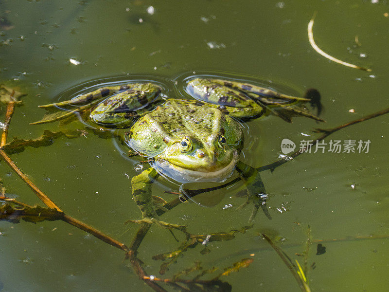 池塘里常见的水蛙