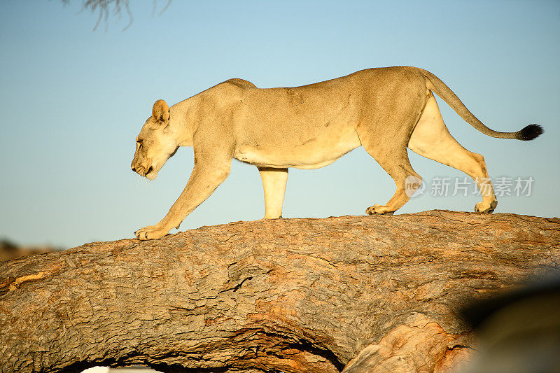 在喀拉哈里沙漠的树桩上孤立的小狮子