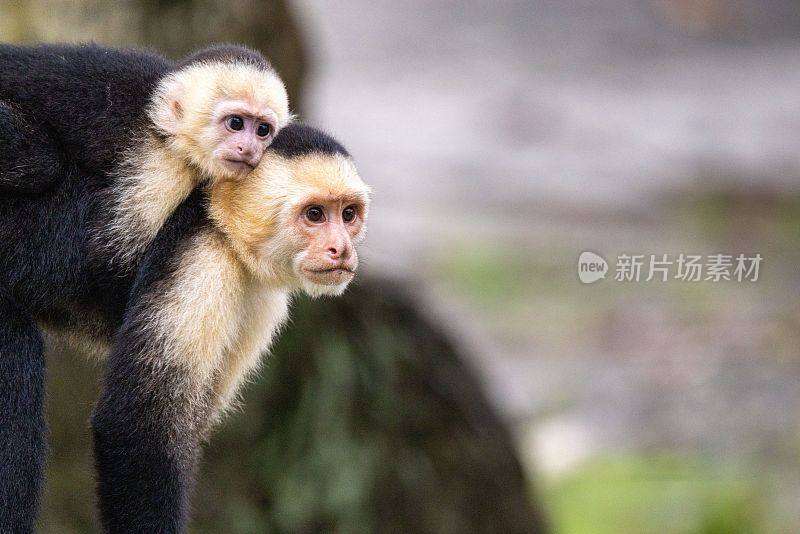 哥斯达黎加奎波斯，两只白脸卷尾猴的特写镜头