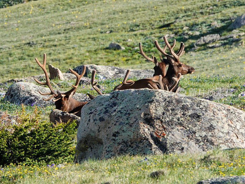 在高山苔原上，一群巨大的公麋鹿躺在一块巨石后面。科罗拉多州落基山国家公园。