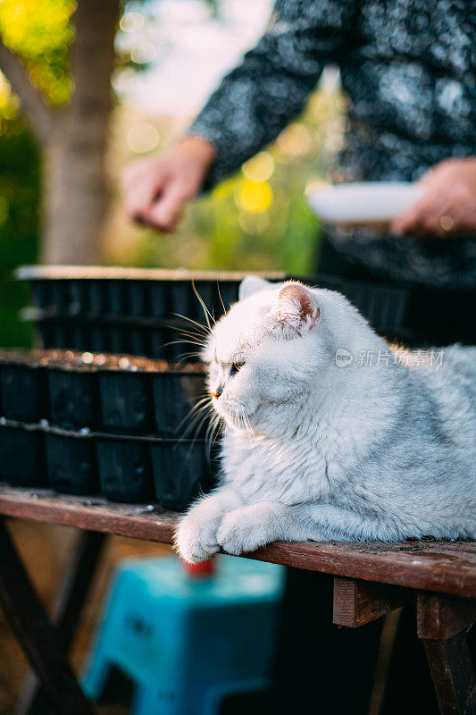 猫和主人正在花园里播种