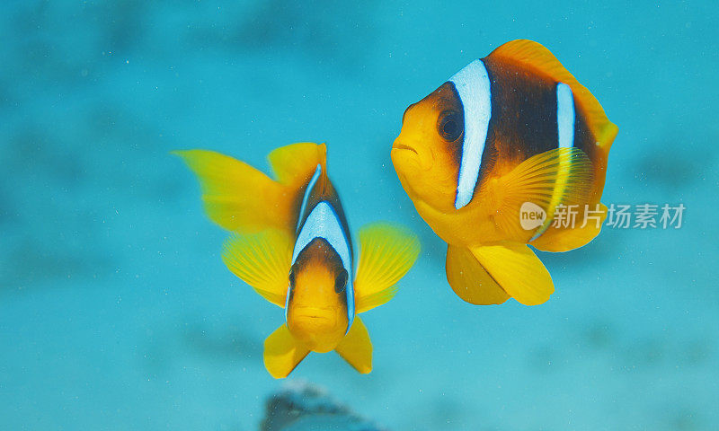 海洋生物。水下场景与海葵鱼鱼小丑鱼。潜水者的观点。