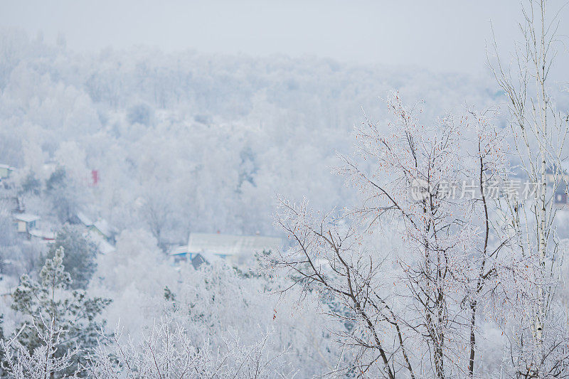 冬季森林。树枝上的雪。自然背景。寒冷的天气。气候。草上结霜。阳光灿烂的日子